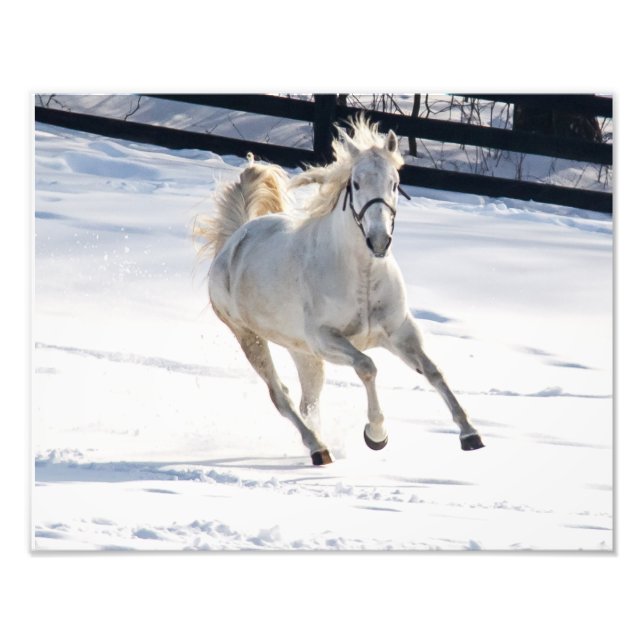 White Horse Running In Snow Photo Print (Front)