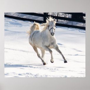 White Horse Running In Snow Poster