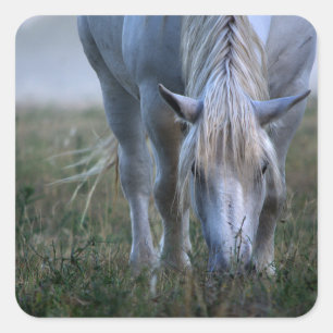 White Horse Square Sticker
