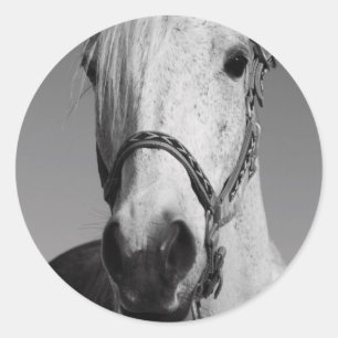 White Horse Sticker