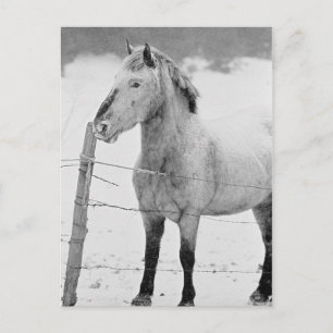 White Horse Winter Postcard