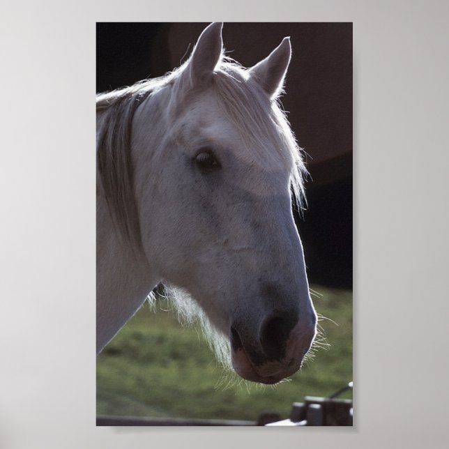 White Horsehead Poster (Front)