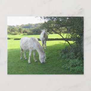 White Horses Grazing Postcard