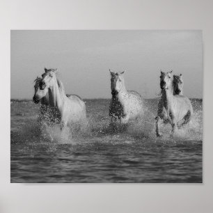 White horses, ocean,  black and white photography poster