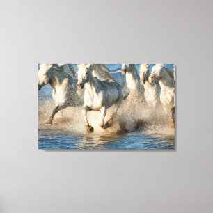 White horses of Camargue, France Canvas Print