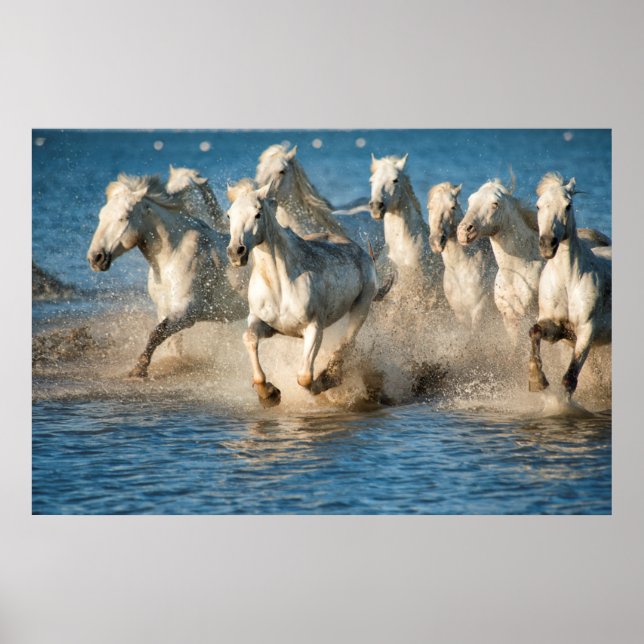 White horses of Camargue, France Poster (Front)