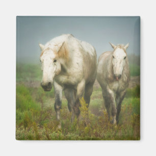 White Horses of Camargue in Field Magnet