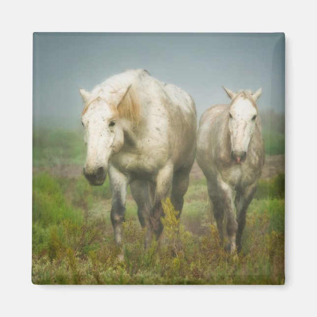 White Horses of Camargue in Field Magnet (Front)