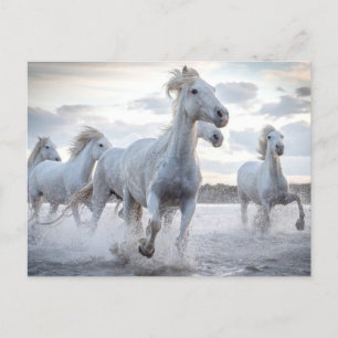 White Horses Postcard