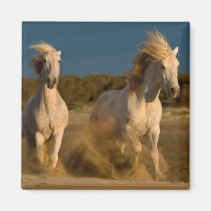 White Horses Running On Beach Camargue, France Magnet