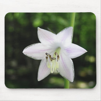 White Hosta Flower Mouse Pad