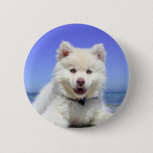 White Husky Puppy with Blue Eyes 2 Inch Round Button
