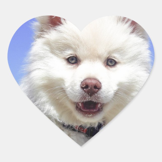White Husky Puppy with Blue Eyes Heart Sticker (Front)