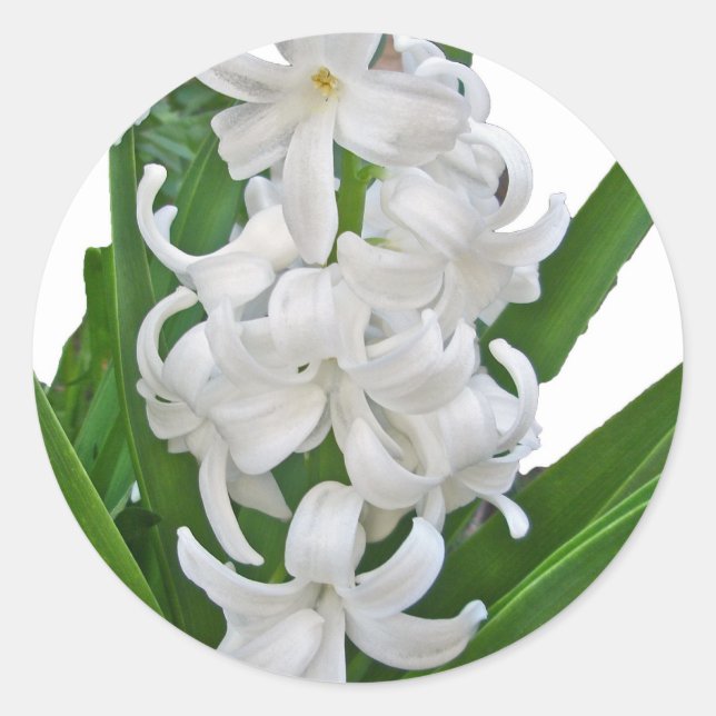 White Hyacinths Stickers (Front)