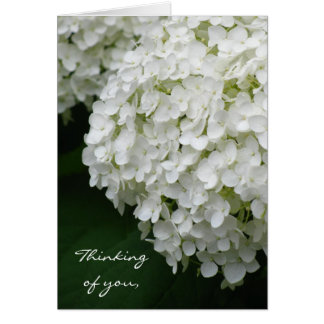 White Hydrangea