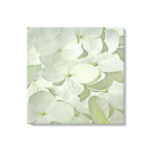 White Hydrangea Canvas Print