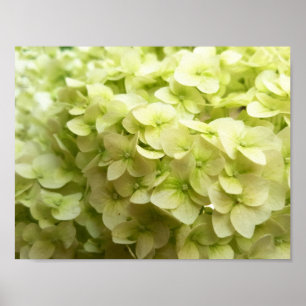 White Hydrangea flower background Poster