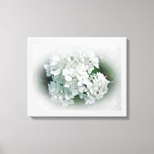 White Hydrangea Flowers Canvas Print