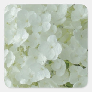 White Hydrangea Petals Square Sticker