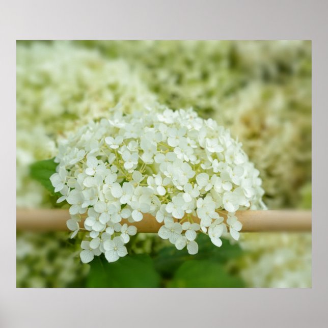 White hydrangea poster (Front)