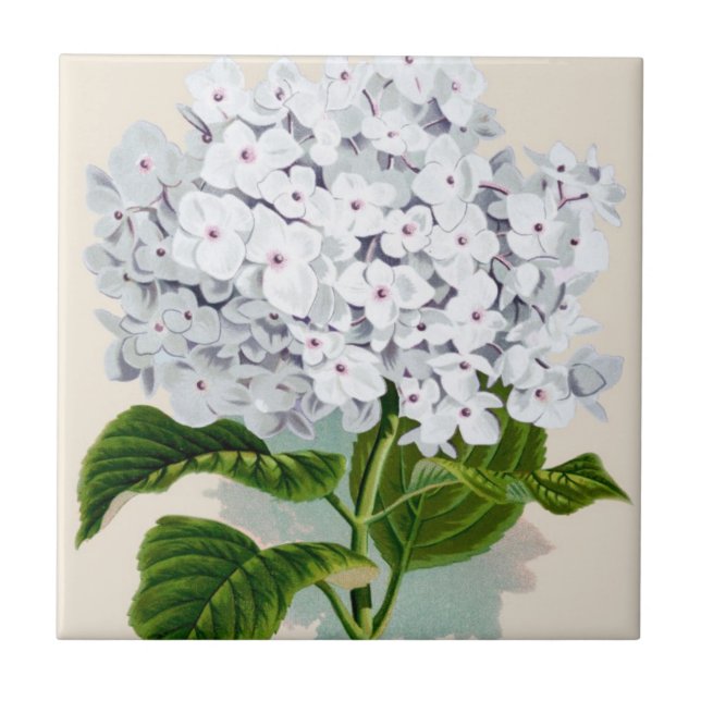 White Hydrangea Vintage Botanicals Illustrations Tile (Front)