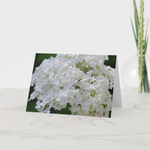 White Hydrangeas Greeting Card