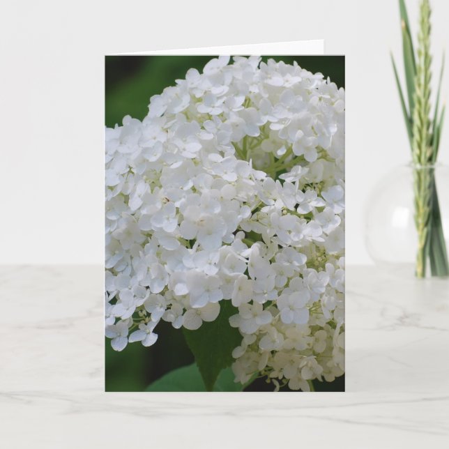 White Hydrangeas Greeting Card (Front)