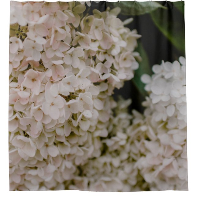 WHITE HYDRANGEAS IN BLOOM (Front)