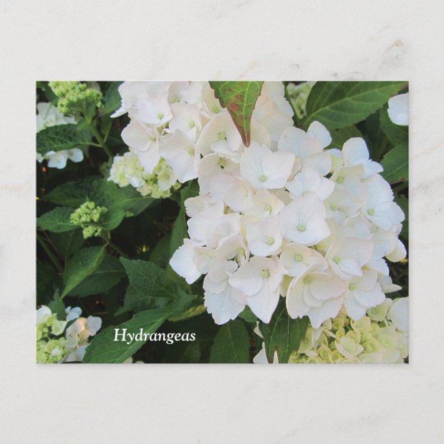White Hydrangeas Postcard (Front)