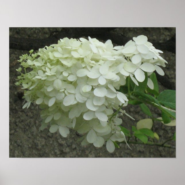 White Hydrangeas Poster Print (Front)