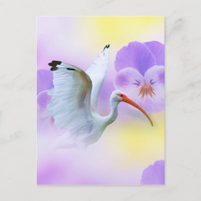 White Ibis and Pansies Postcard (Front)