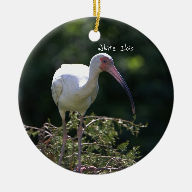 White Ibis Bird Ornament  (Front)