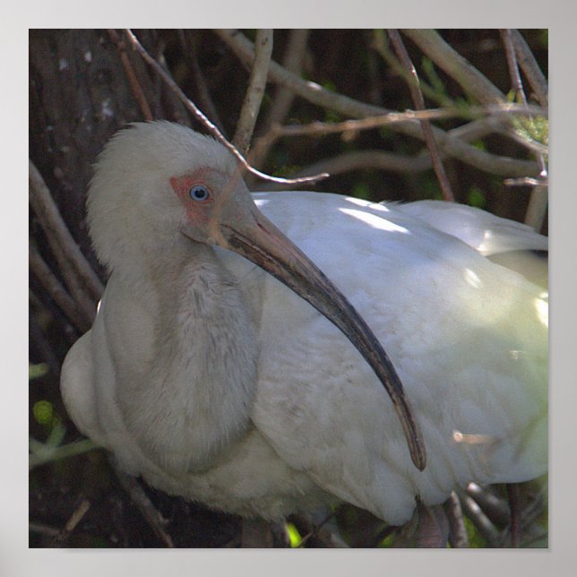 White Ibis Bird Photo Poster (Front)