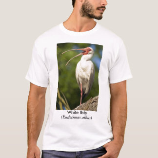 White Ibis, (Eudocimus... T-Shirt