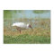 White Ibis Flat Greeting Card