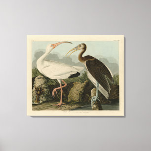 White Ibis - John James Audubon's Birds of America Canvas Print