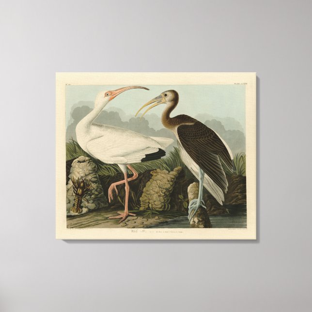 White Ibis - John James Audubon's Birds of America Canvas Print (Front)