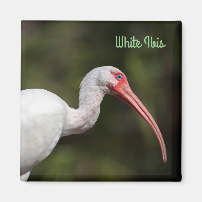 White Ibis Magnet (Front)