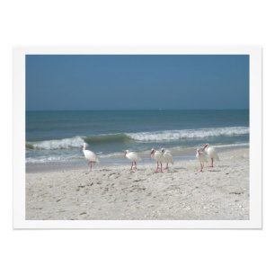 White Ibis on Pink Sandy Beach Photo Print