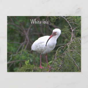 White Ibis Photo Postcard