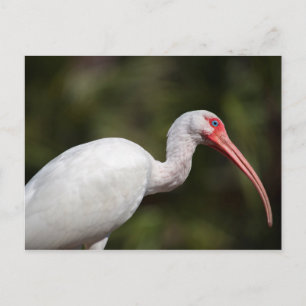 White Ibis Postcard