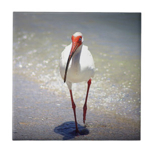 White Ibis Strut Tile
