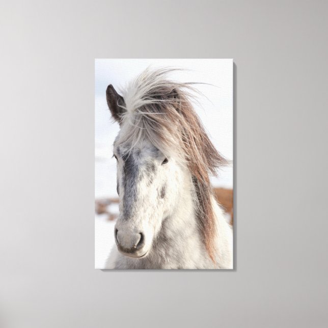 White Icelandic Horse Headshot Canvas Print (Front)