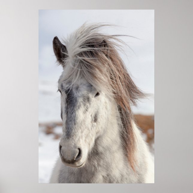 White Icelandic Horse Headshot Poster (Front)