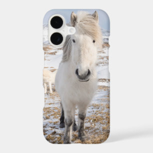 White Icelandic Horse, Iceland