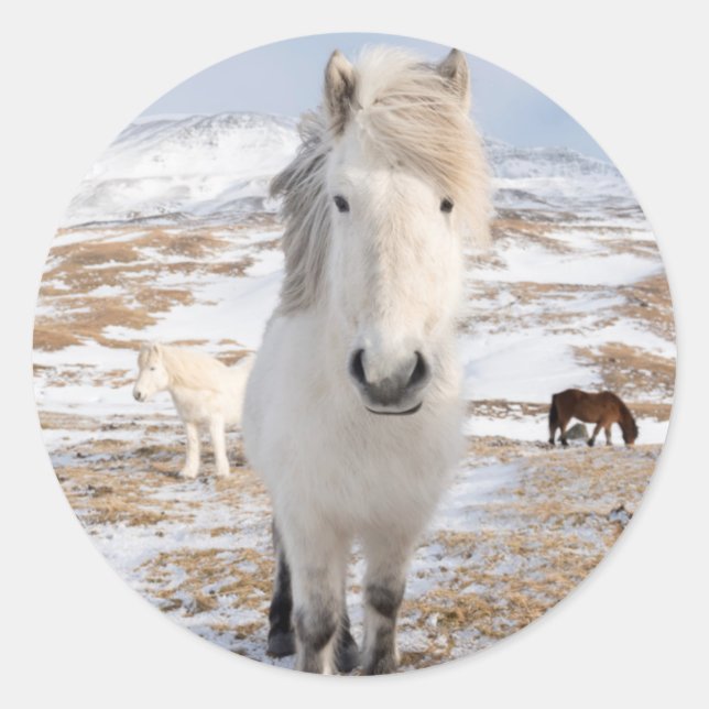 White Icelandic Horse, Iceland Classic Round Sticker (Front)