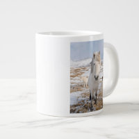 White Icelandic Horse, Iceland