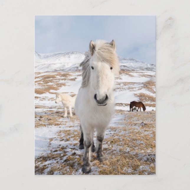 White Icelandic Horse, Iceland Postcard (Front)