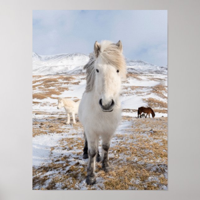 White Icelandic Horse, Iceland Poster (Front)