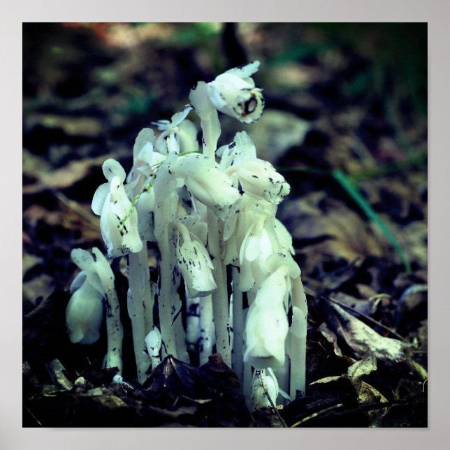White Indian Pipe Ghost Flower Wildflowers  Poster (Front)